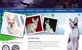 Cornish Rex