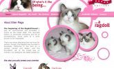 Ragdoll